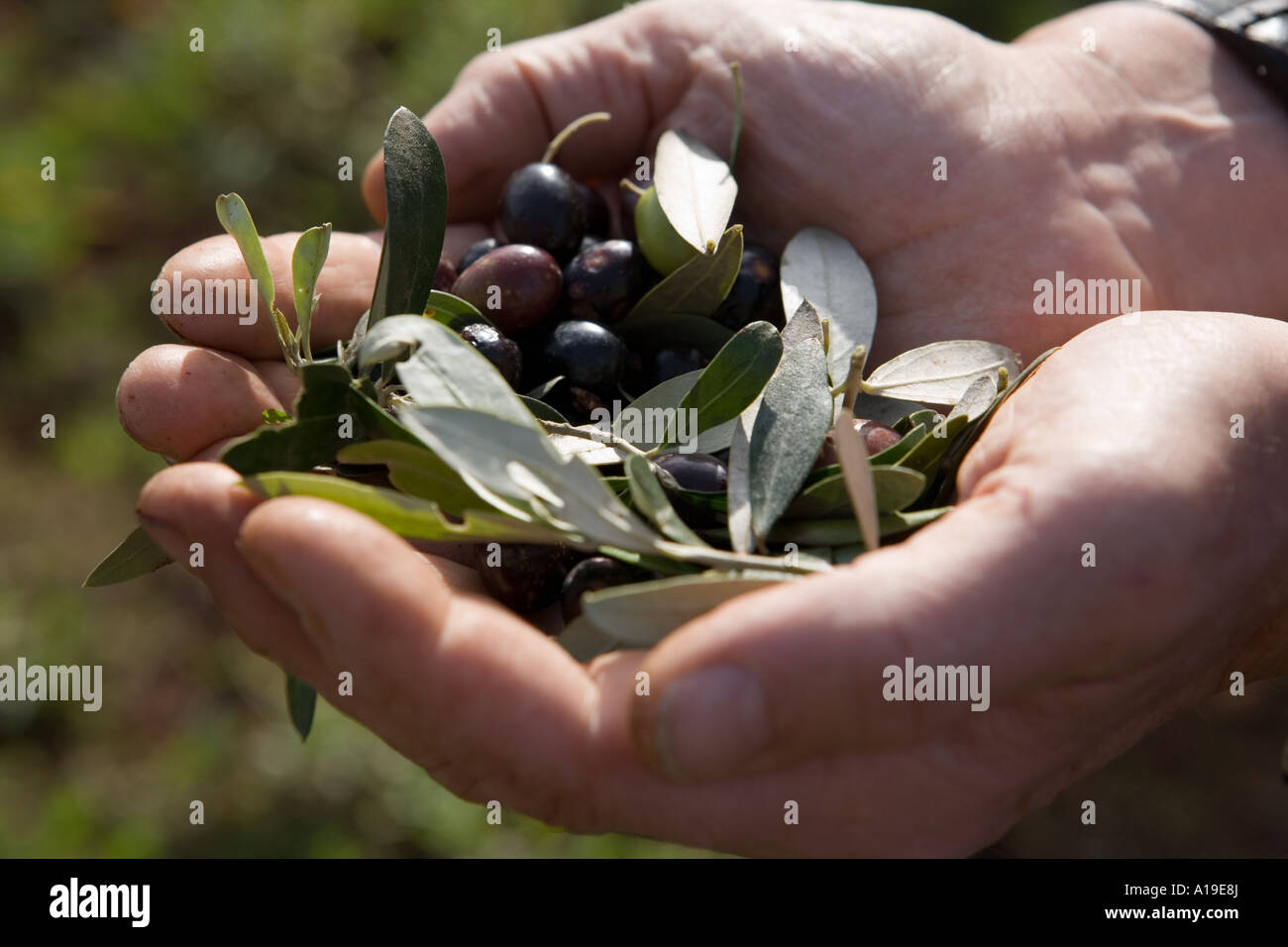 Fresh picked olives cupped in two hands Stock Photo