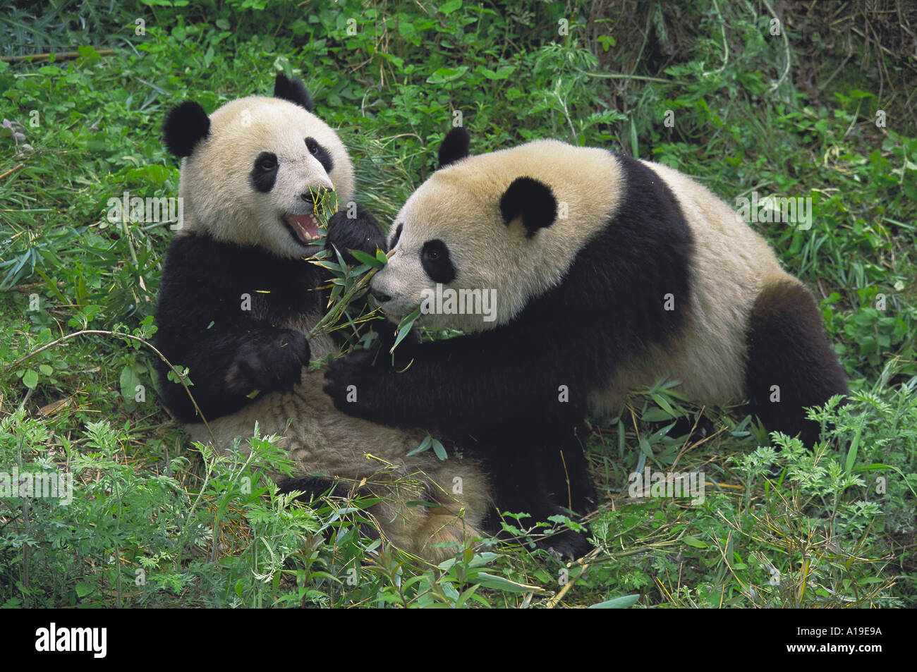 Two Giant Pandas eating bamboo in the bush Wolong Nature Reserve ...