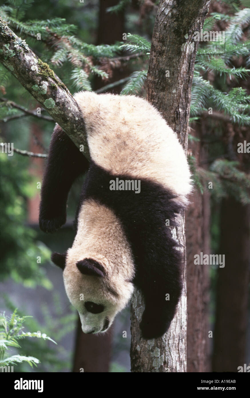 The hanging tree hires stock photography and images Alamy