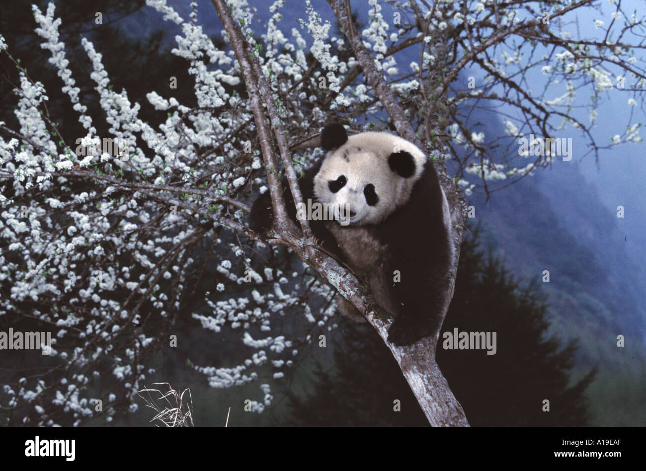 Giant panda cub on a peach tree with white blossom Wolong Nature ...