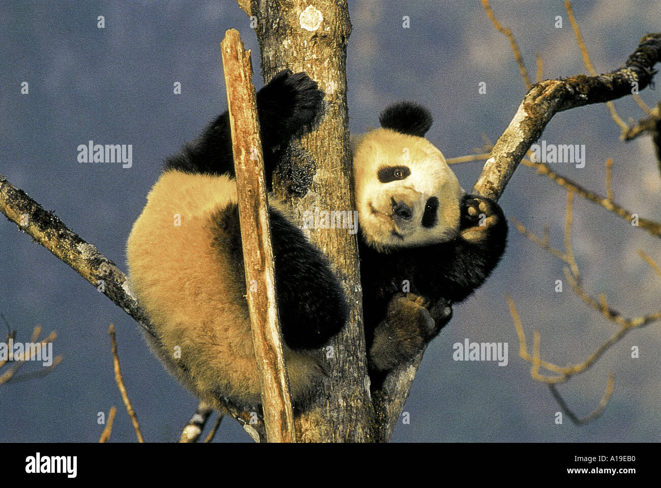 Giant Panda cub playing on tree Wolong Nature Reserve Sichuan Province ...