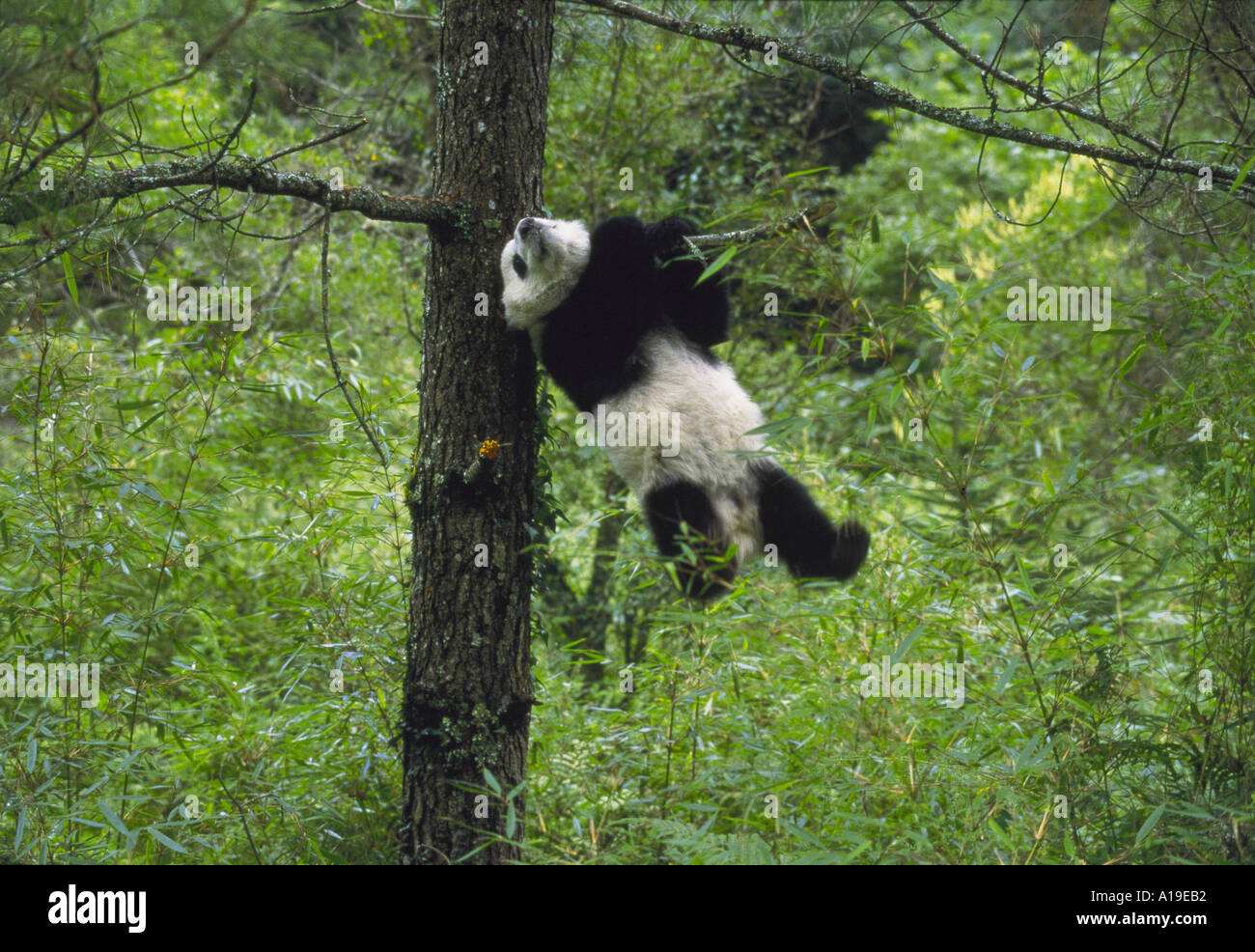 Giant panda cub hanging from a tree branch Wolong Nature Reserve