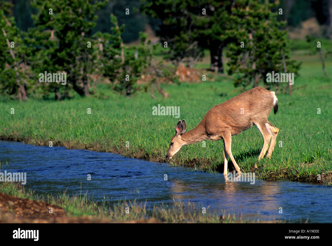 Deer drinking stream hires stock photography and images Alamy