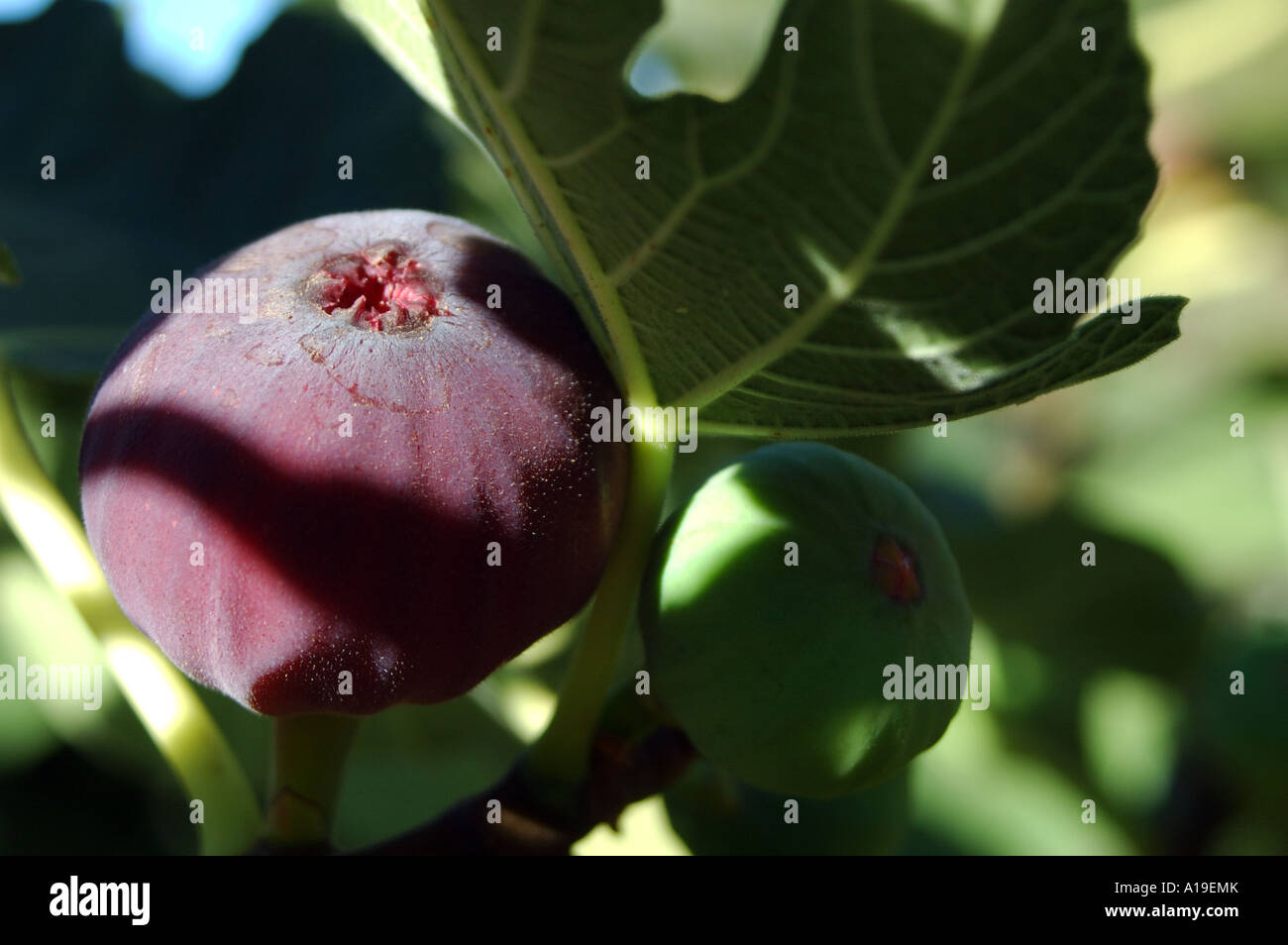Summer fruit lebanon hires stock photography and images Alamy
