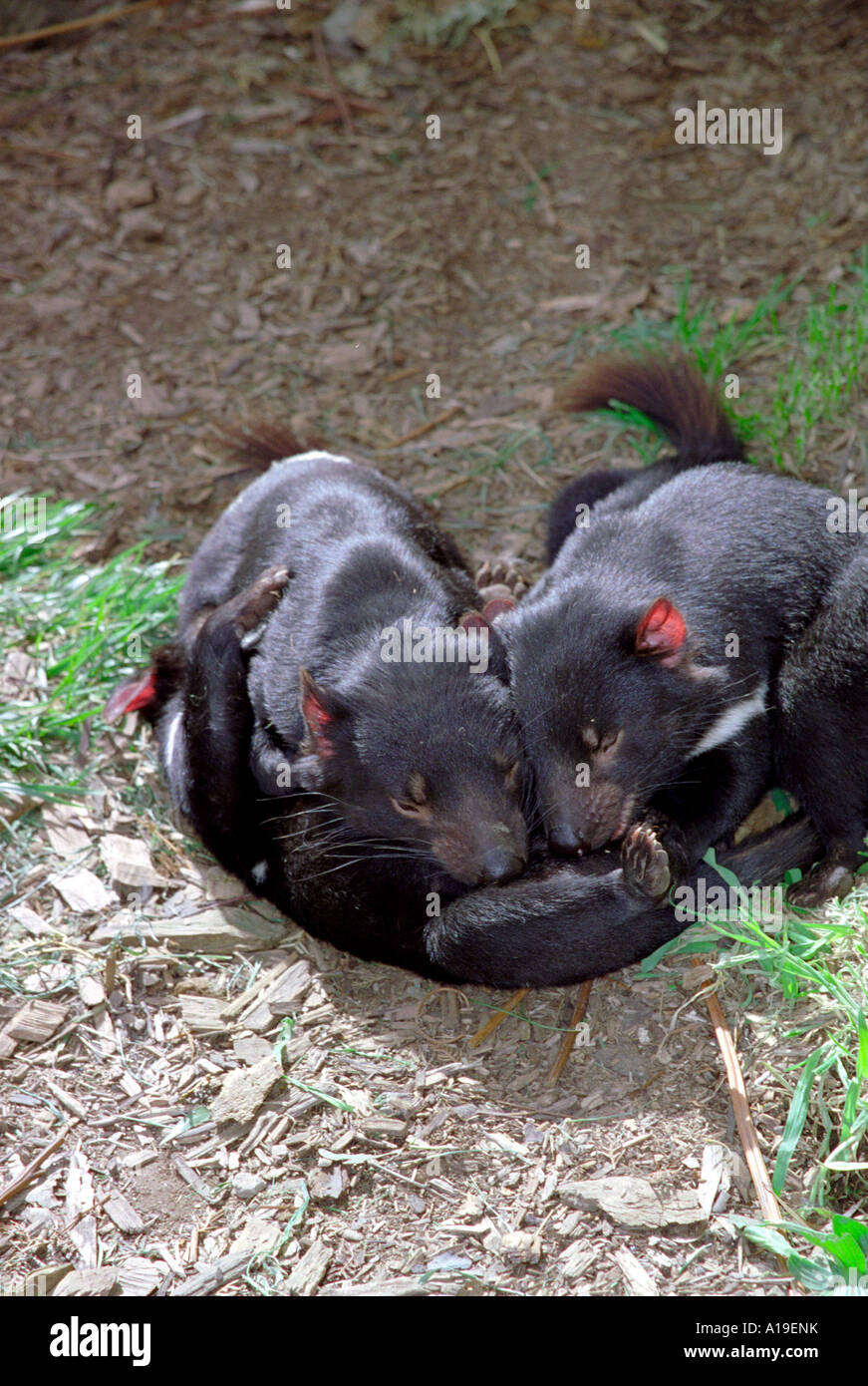 Tasmanian Devils at Devil Park, Port Douglas, Tasmania Australia Stock