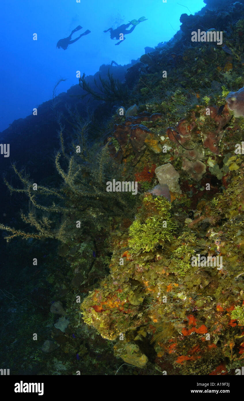 Divers on Rapture of the Deep Wall divesite Bahamas Stock Photo