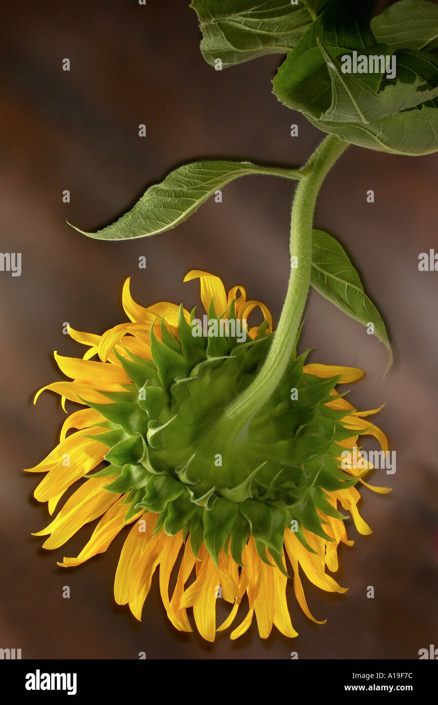 Sunflower Drooping 2 Stock Photo Alamy
