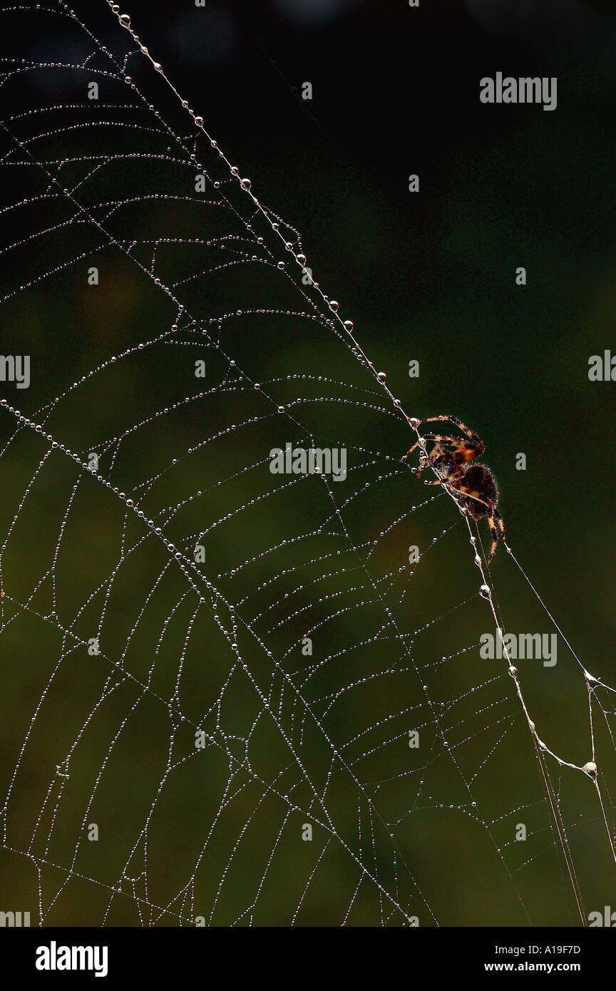 Spider On Web With Dew Stock Photo