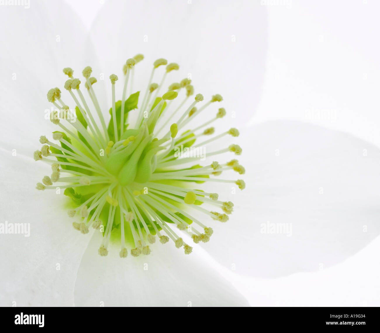 White Hellebore niger flower Stock Photo