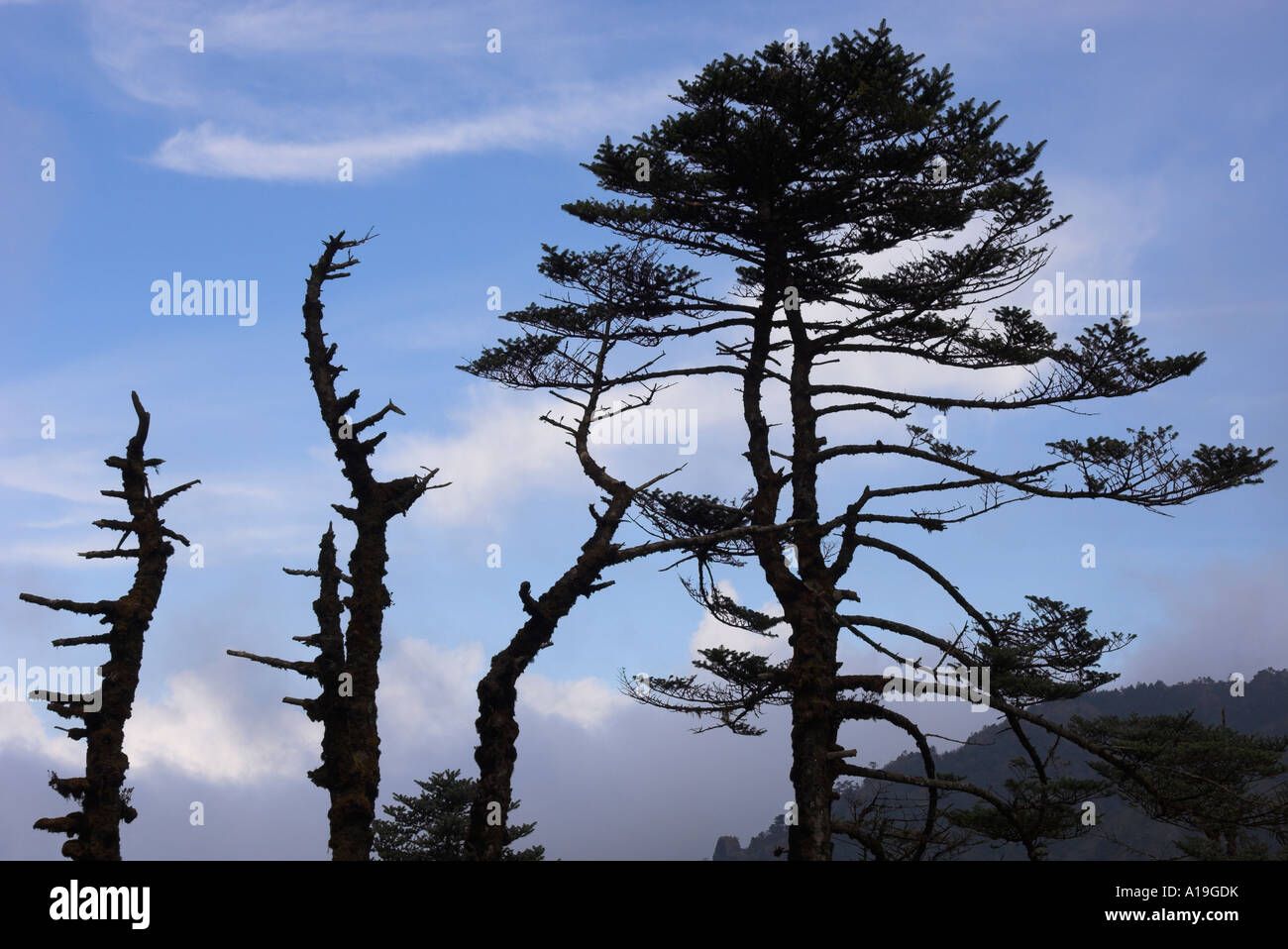 India West Bengal Himalaya range Darjeeling area Singalila trek typical himalayan tree in silhouette on sky Stock Photo