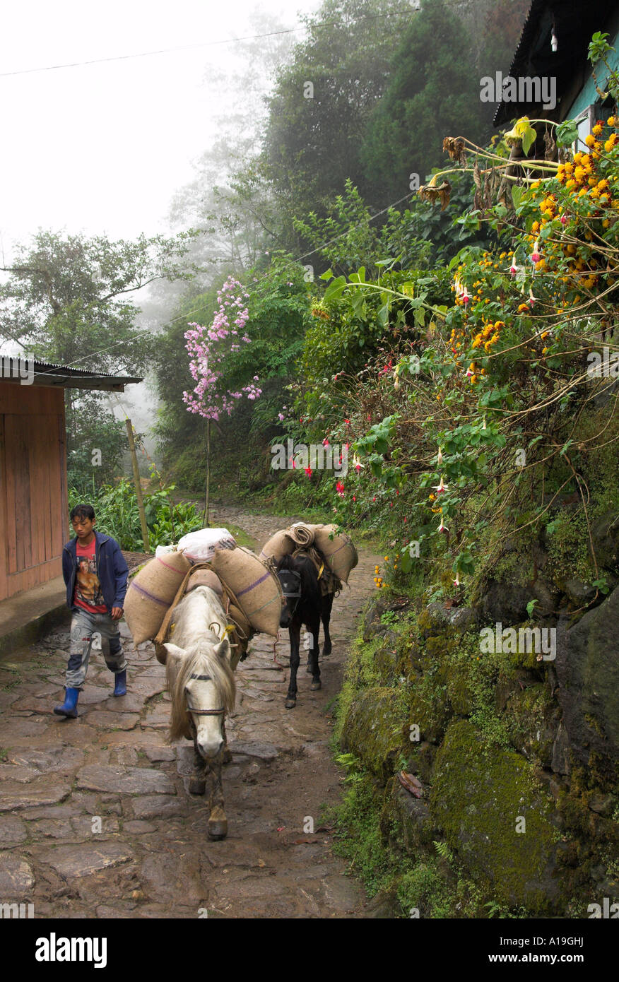 India West Bengal Himalaya range Darjeeling area Singalila trek Near Rimbik Farmers coming back from weekly market two heavily l Stock Photo