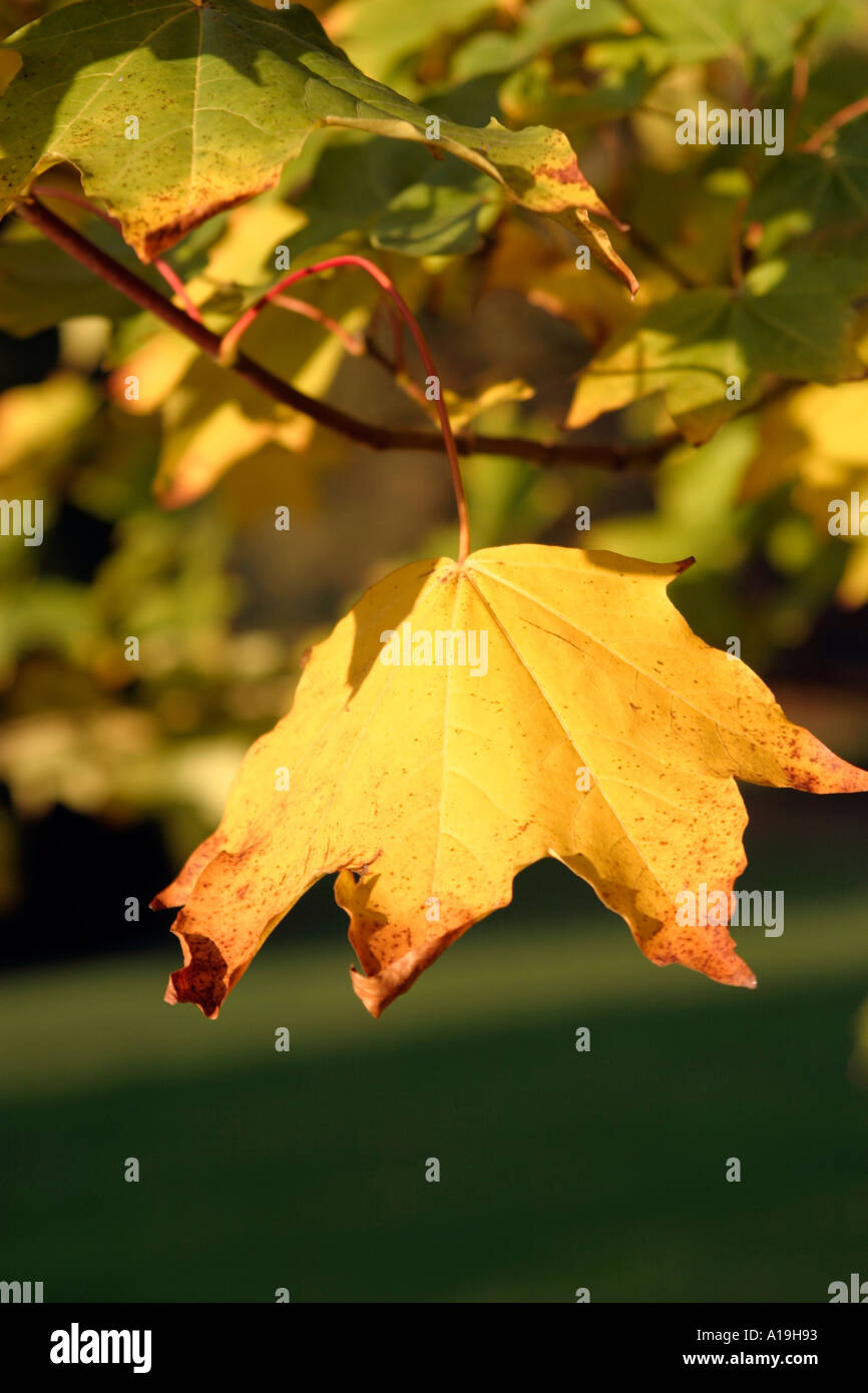 Singular Autumn leaf with good spacing for copy Stock Photo