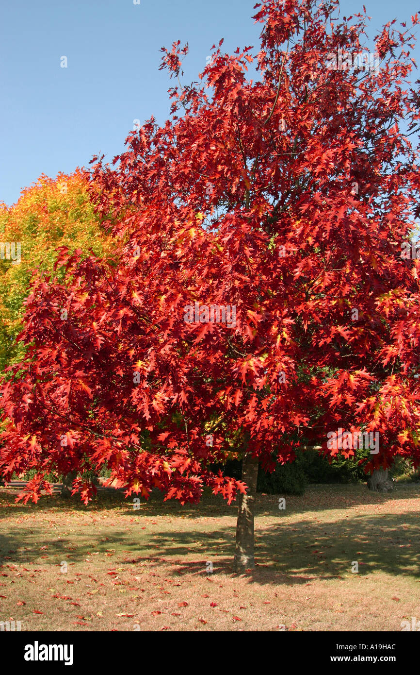 The Rich Colours of Autumn Stock Photo