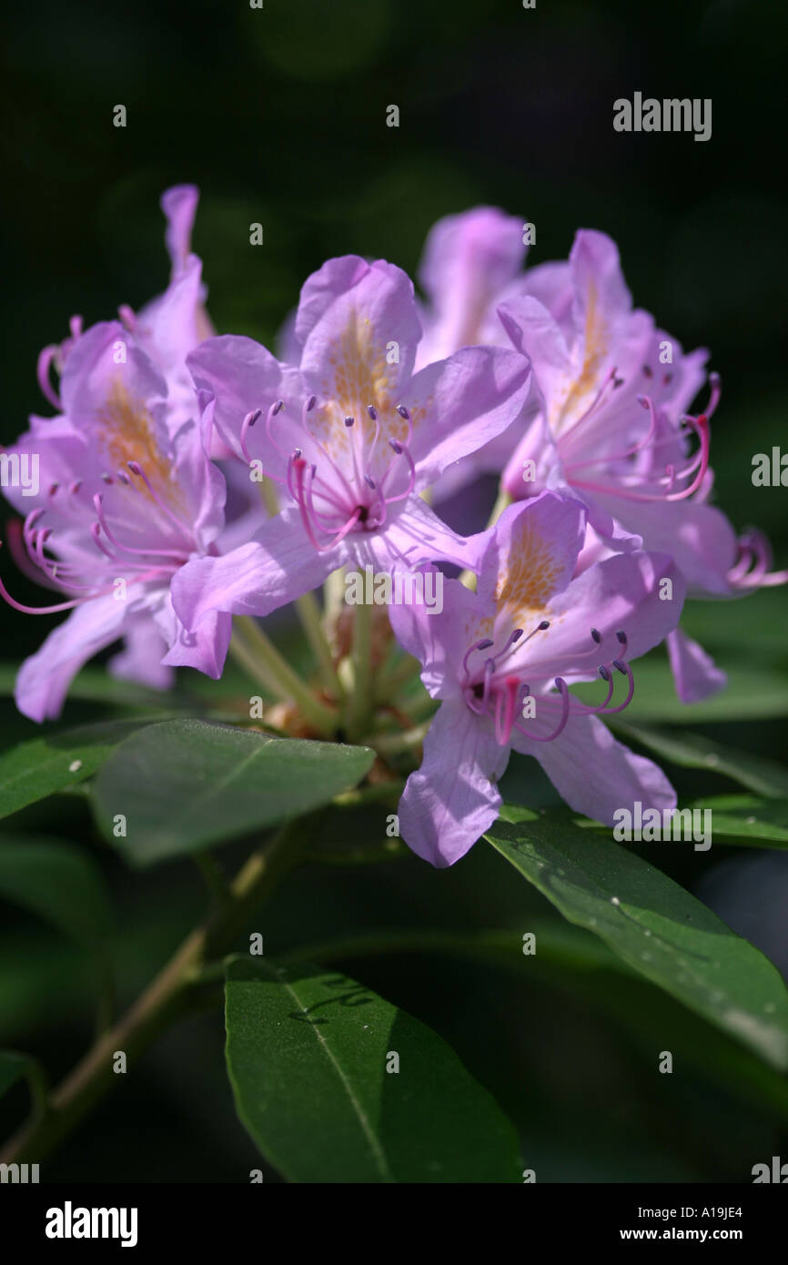 Rhododendron is a genus characterized by shrubs and small to (rarely) large trees, the smallest species growing Stock Photo