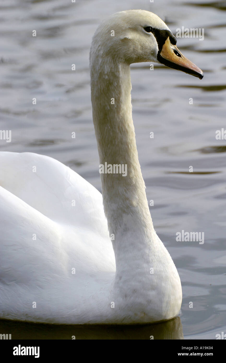 The mute swan is a very large white waterbird. It has a long Sshaped