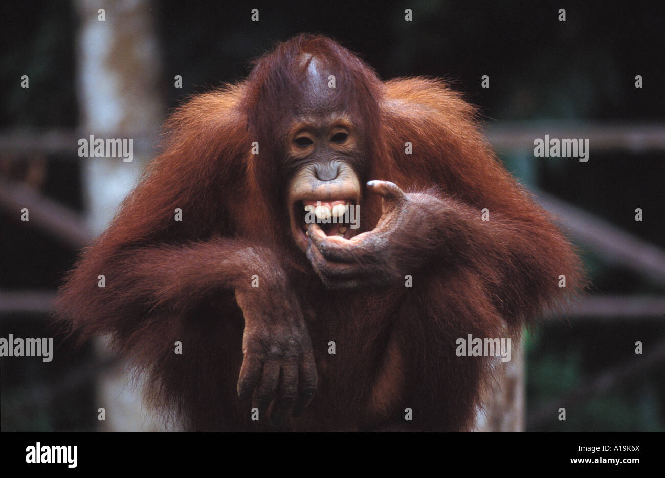 Grinning orangutang at the Sepilok jungle reserve Sandakan Sabah Borneo Malaysia Stock Photo