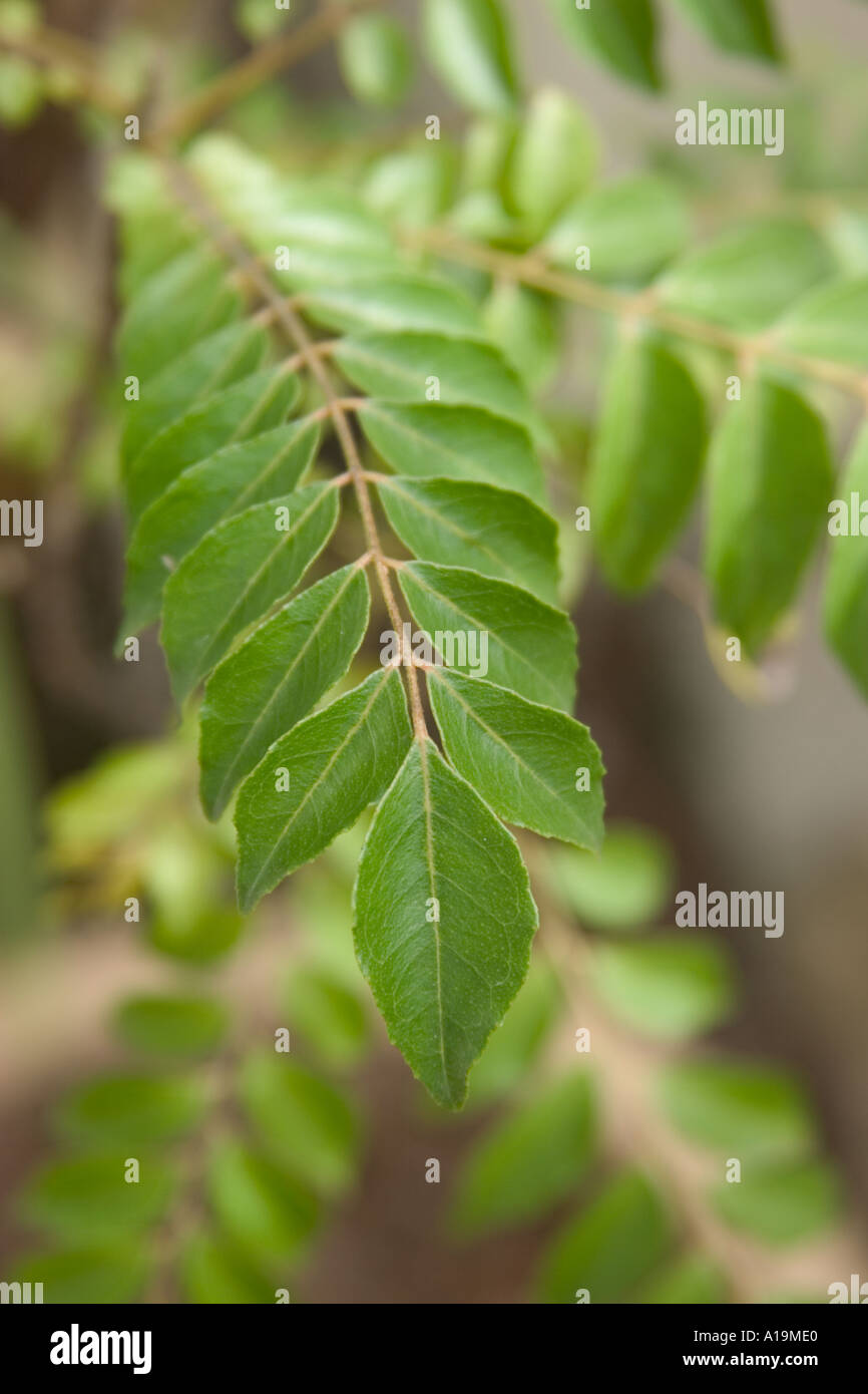 curry leaf plant Murraya koenigii herb used in Indian cooking and curries has pungent aromatic