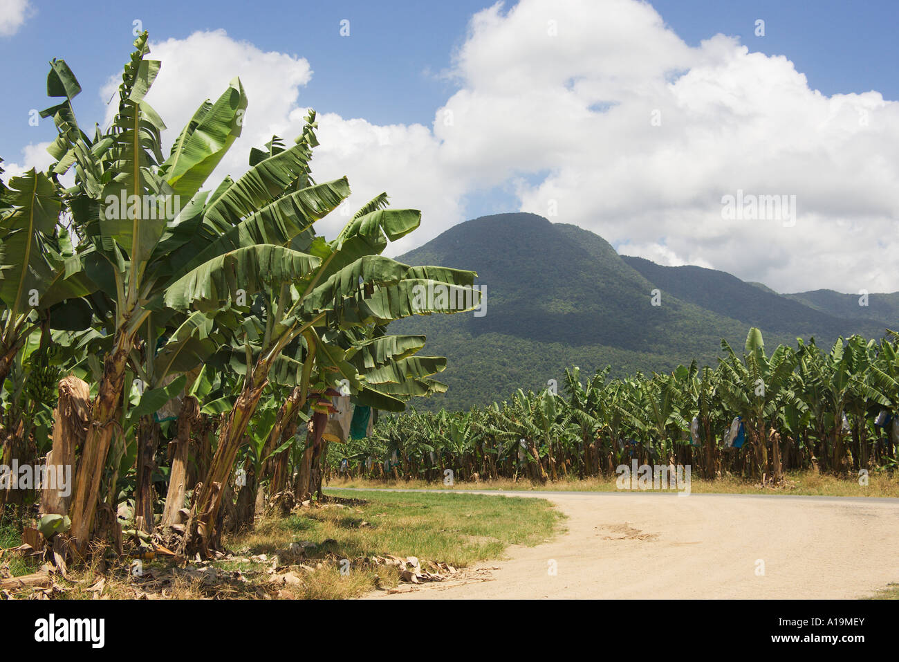 Banana Plantation Queensland Australia Stock Photo Alamy