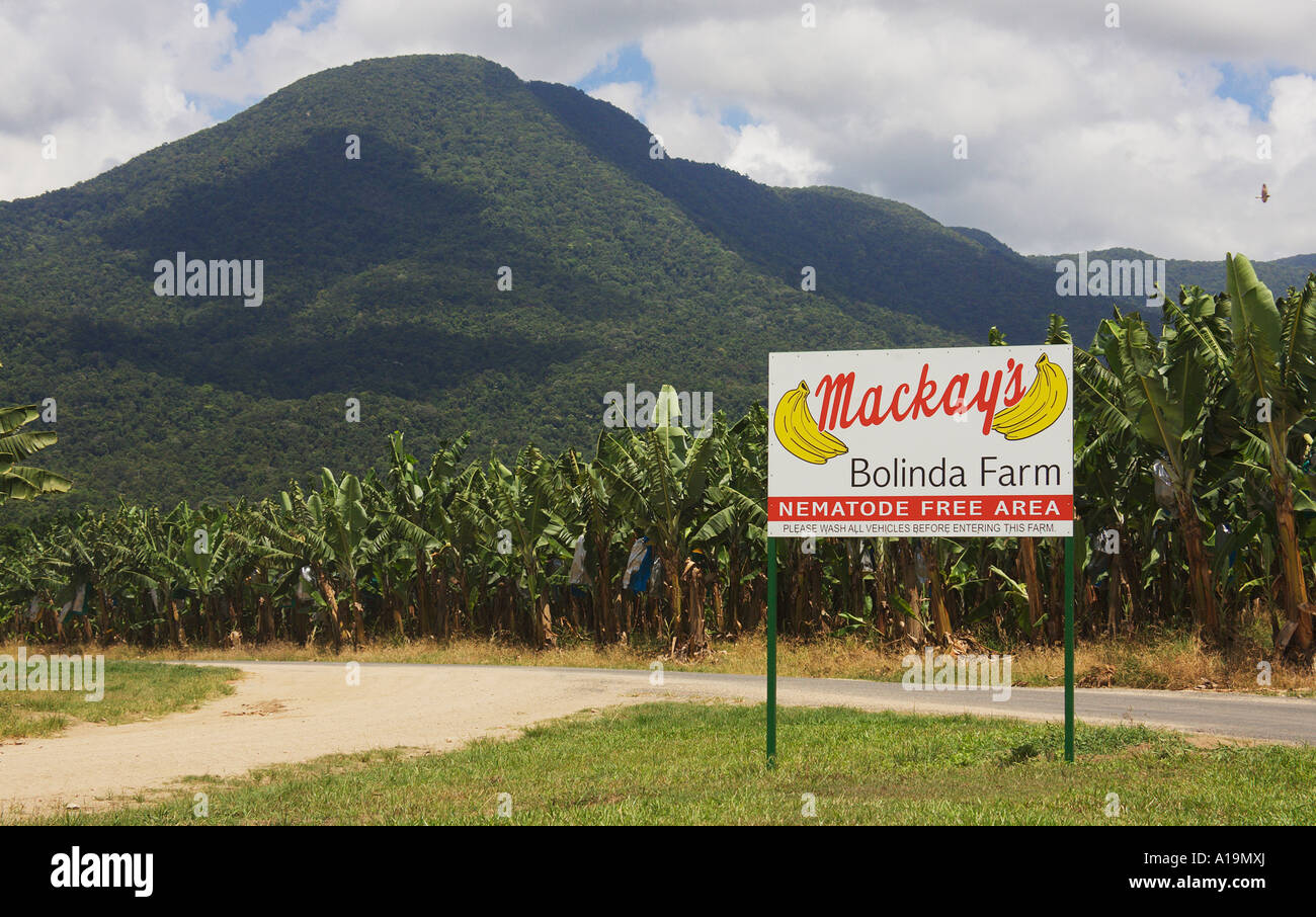 Banana Plantation Queensland Australia Stock Photo Alamy