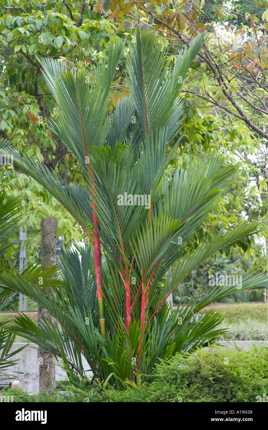 cluster of red sealing wax palm trees Cyrtostachys renda Stock Photo