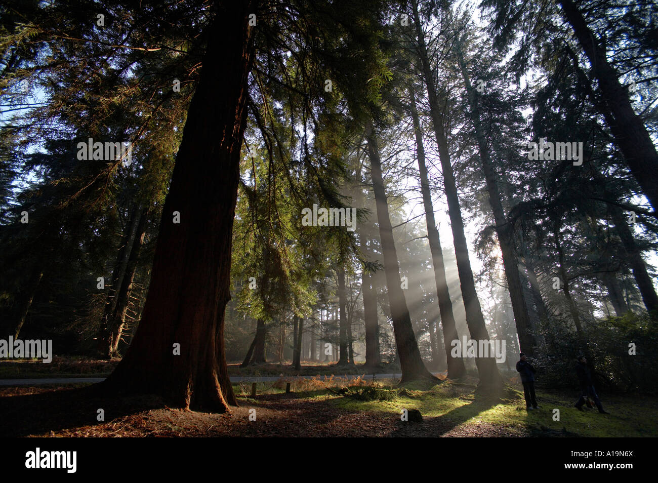 Giant Redwood trees in the New Forest on Rhinefield Road in Hampshire
