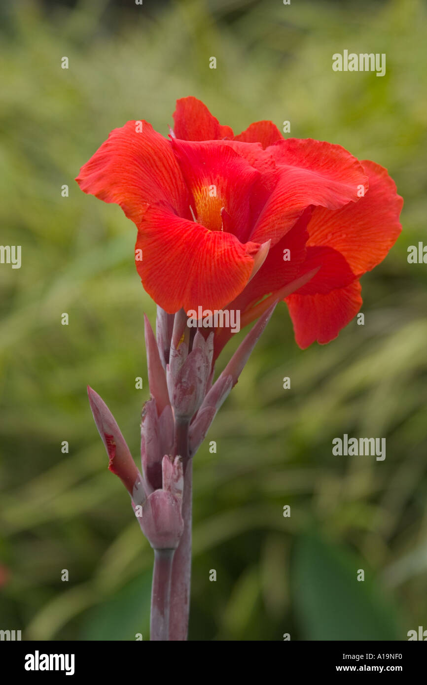red flower Stock Photo