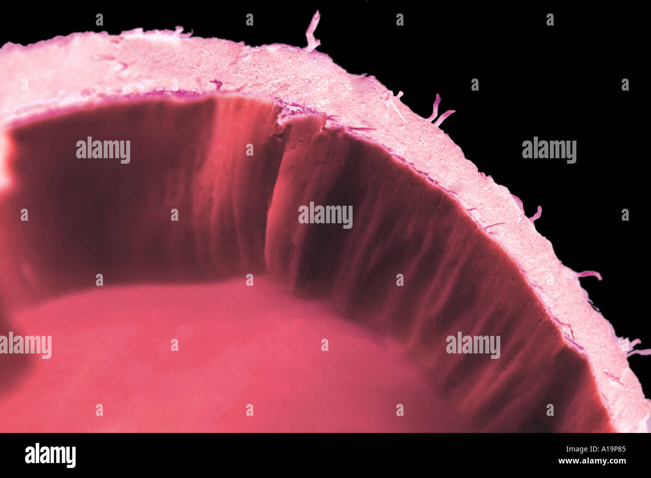 Pink Coconut Abstract Stock Photo - Alamy