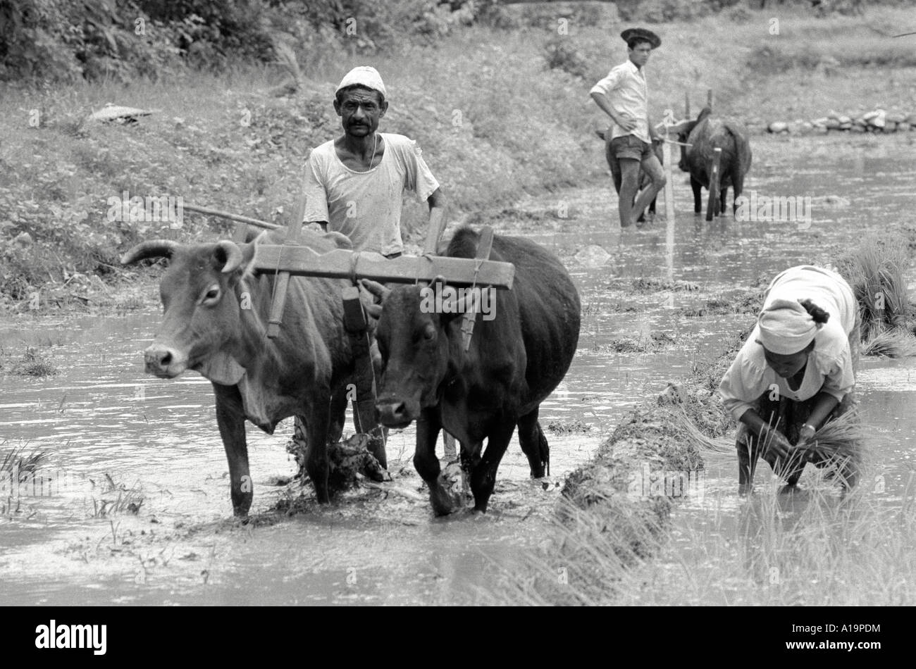 B/W of farmers ploughing rice paddy with oxen and a female farm labourer transplanting the rice. Nr Pokhara, Nepal Stock Photo