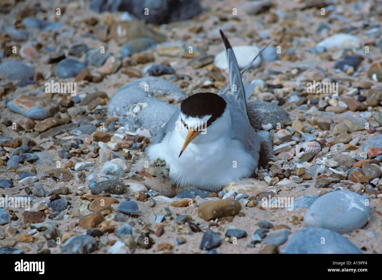 Little Tern with Young Sterna albifrons Summer Stock Photo