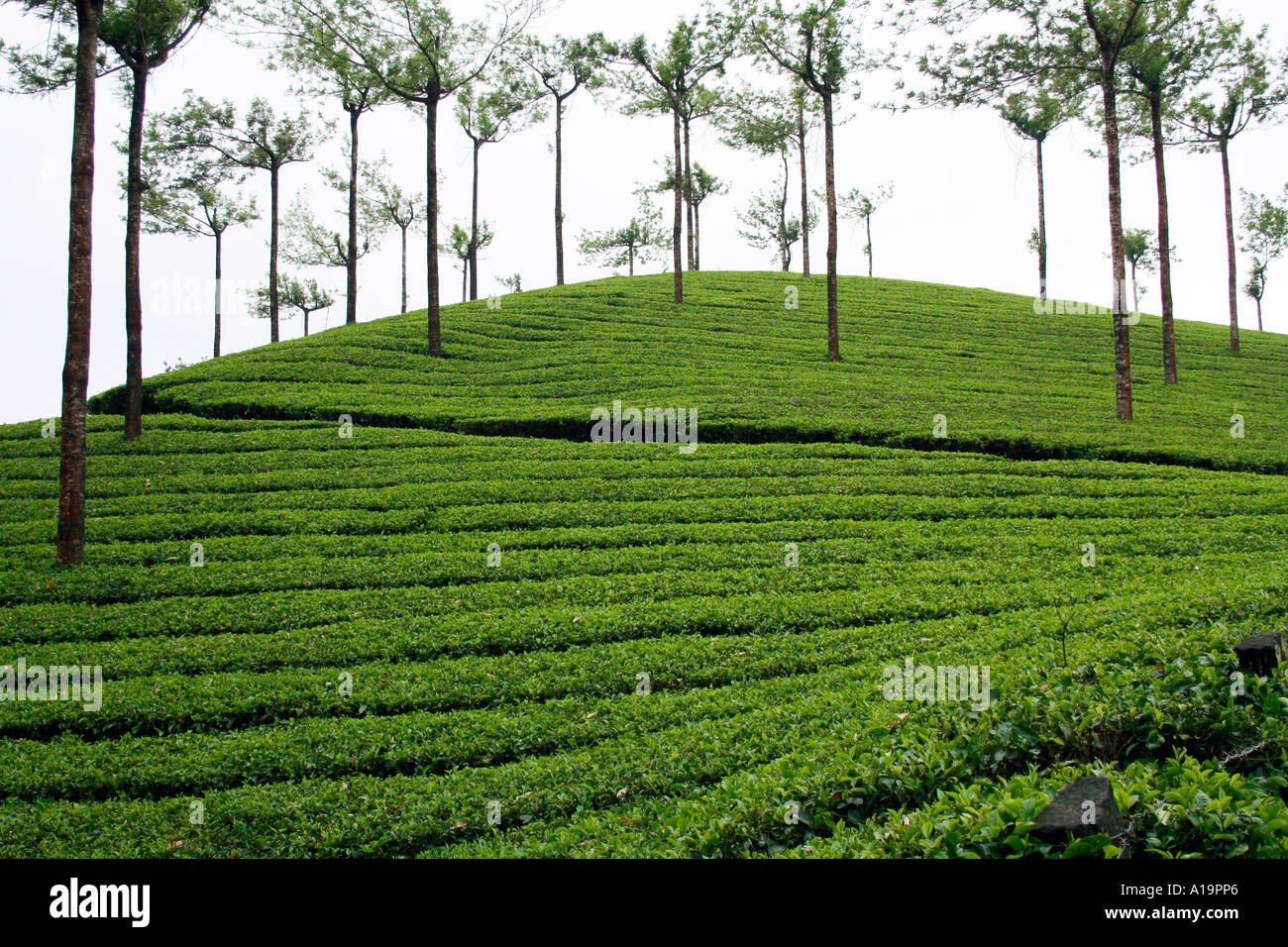 Tea estate in Munnar, a major hill station and tourist destination in Kerala Stock Photo