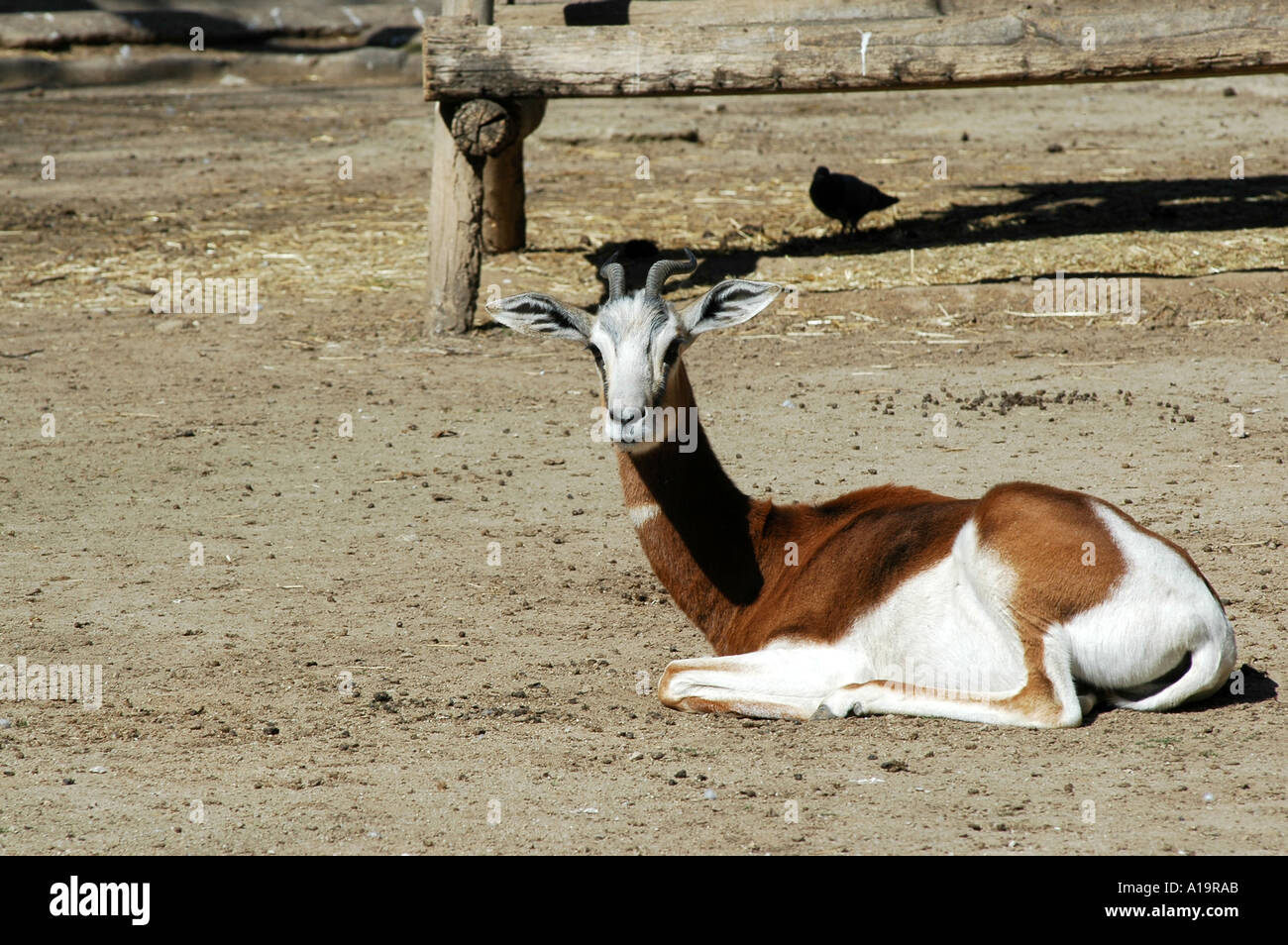 Gazelle stock hi-res stock photography and images - Alamy