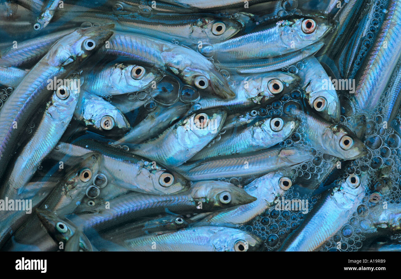 Lance fish hi-res stock photography and images - Page 3 - Alamy