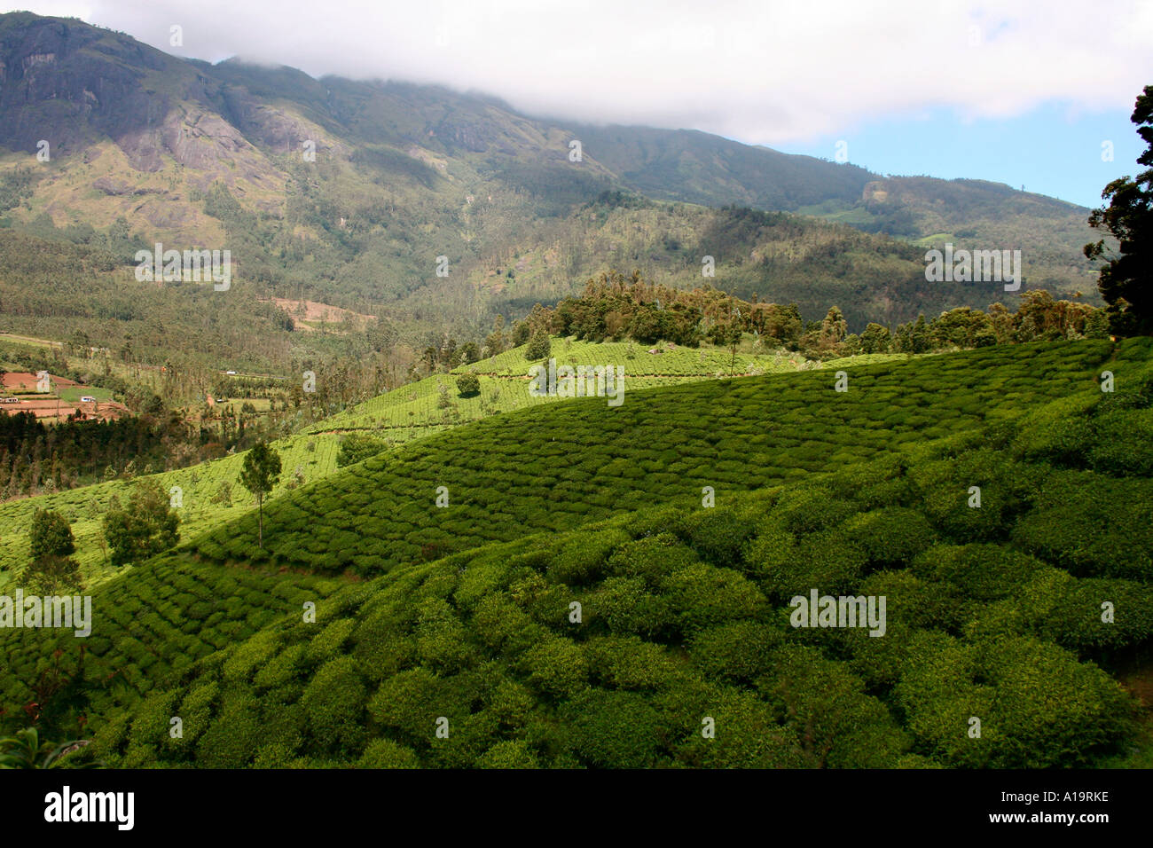 Tea estates in Munnar, a major hill station and tourist destination in Kerala Stock Photo