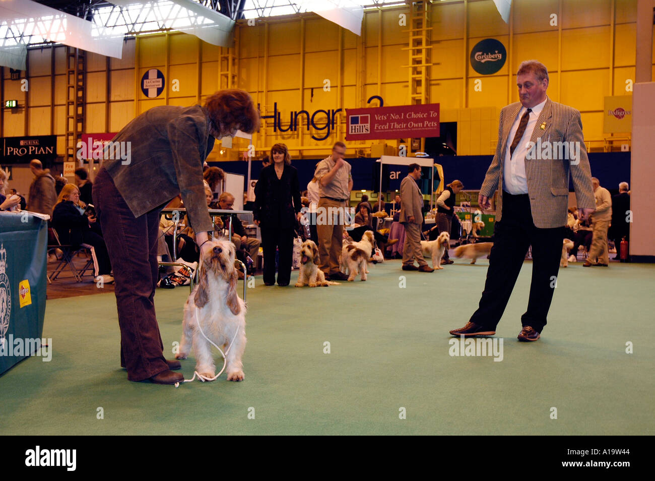 Crufts Dog Show 2005 where a Grand Basset Griffon Vendeen hound is being judged Stock Photo