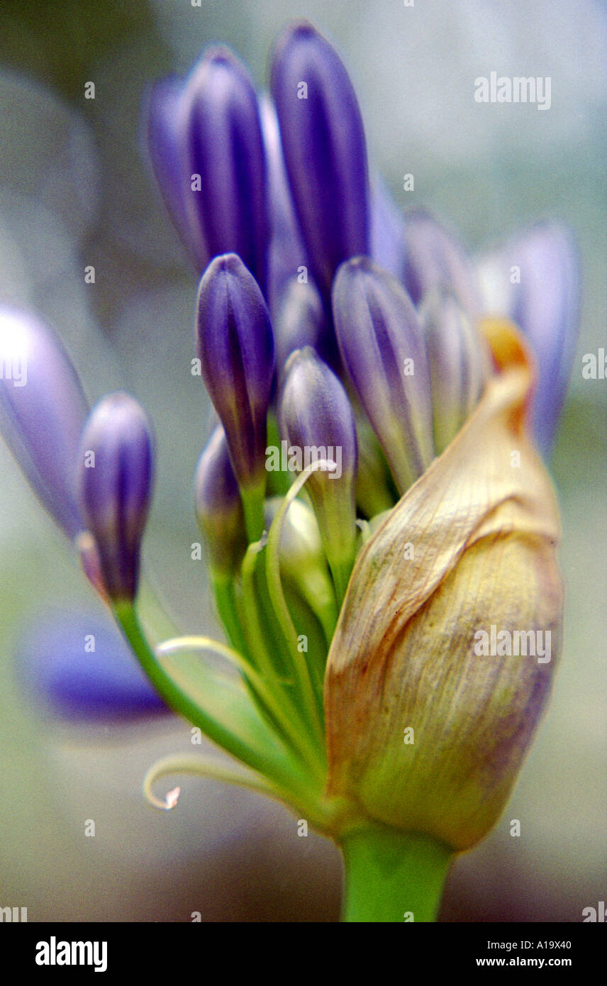 A PURPLE AGAPANTHUS LILIACEAE IN FULL BLOOM Stock Photo
