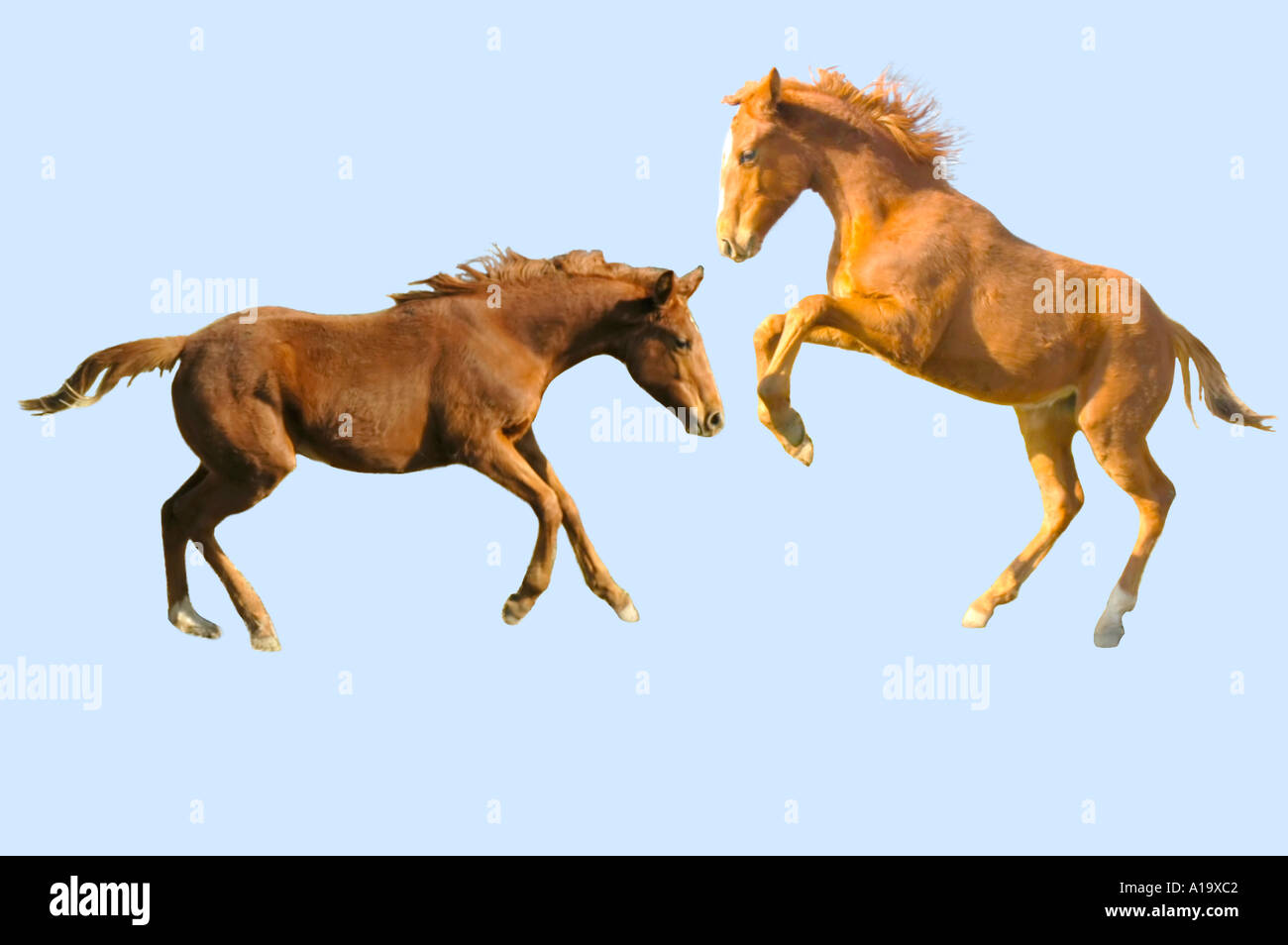 Cutouts of a young thoroughbred horse colt running and rearing up on his hind legs Stock Photo