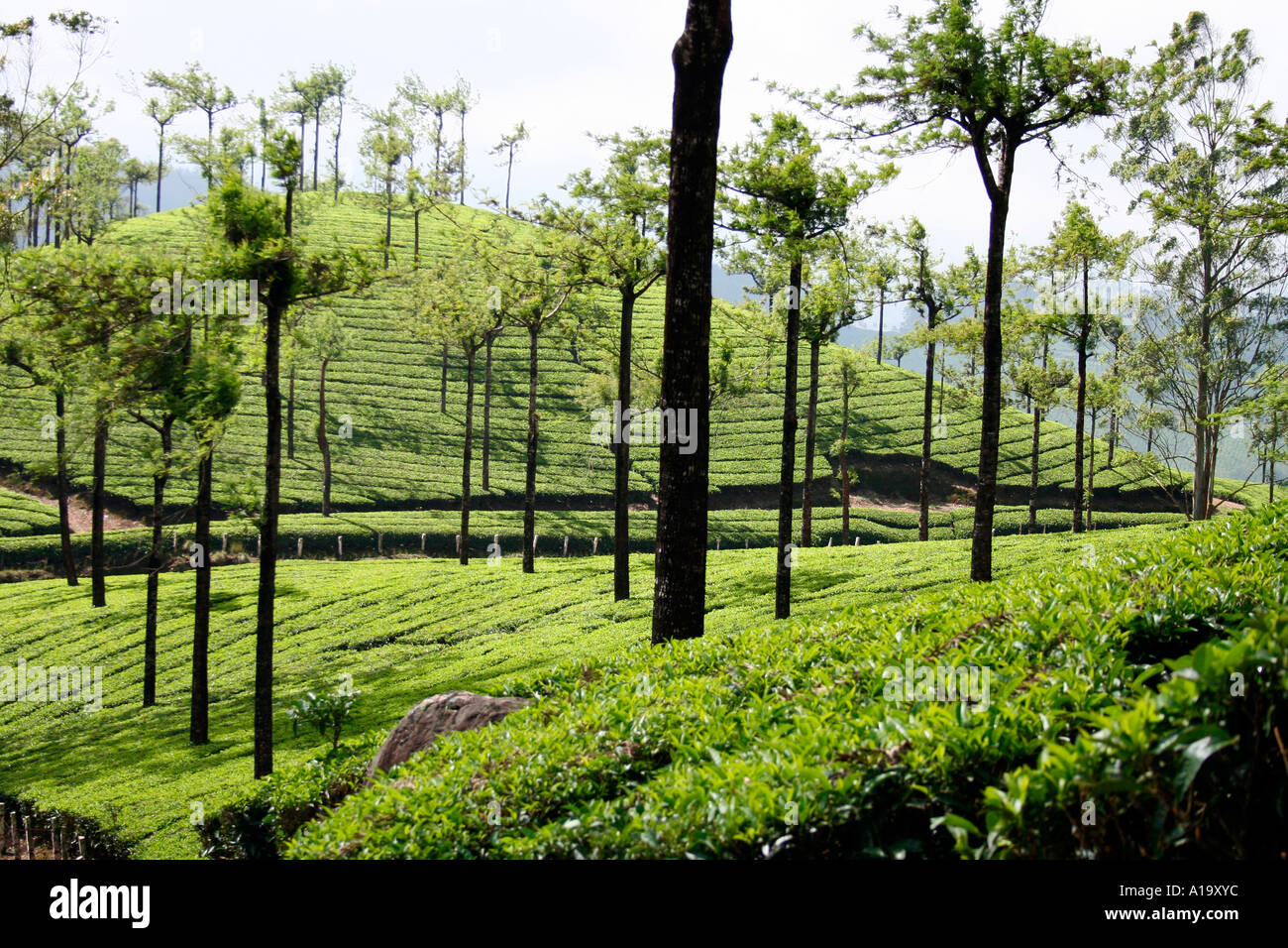 Silver Oak Tea Plantation High Resolution Stock Photography And Images Alamy