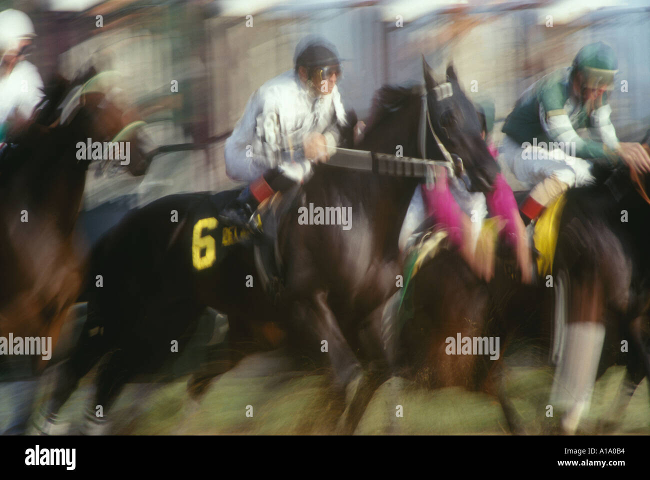 Thoroughbred racing break from the gate Stock Photo