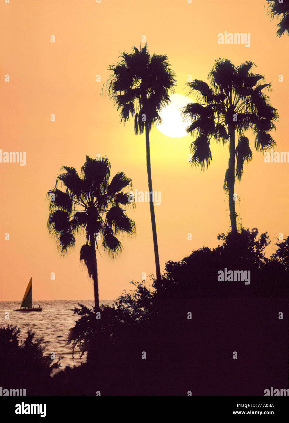 Florida sunset with palms sailboat ocean Stock Photo