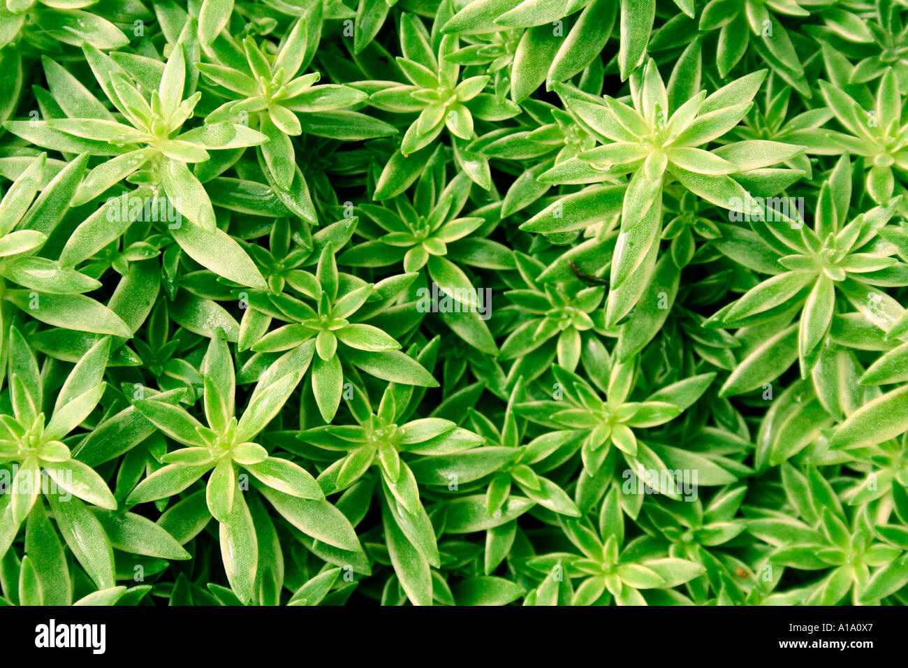 Pattern of green leaves Stock Photo