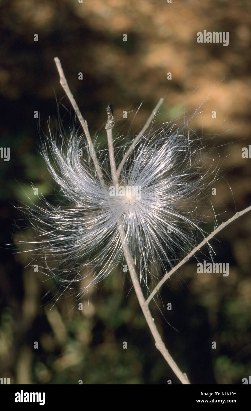 Cotton Seeds Dispersal