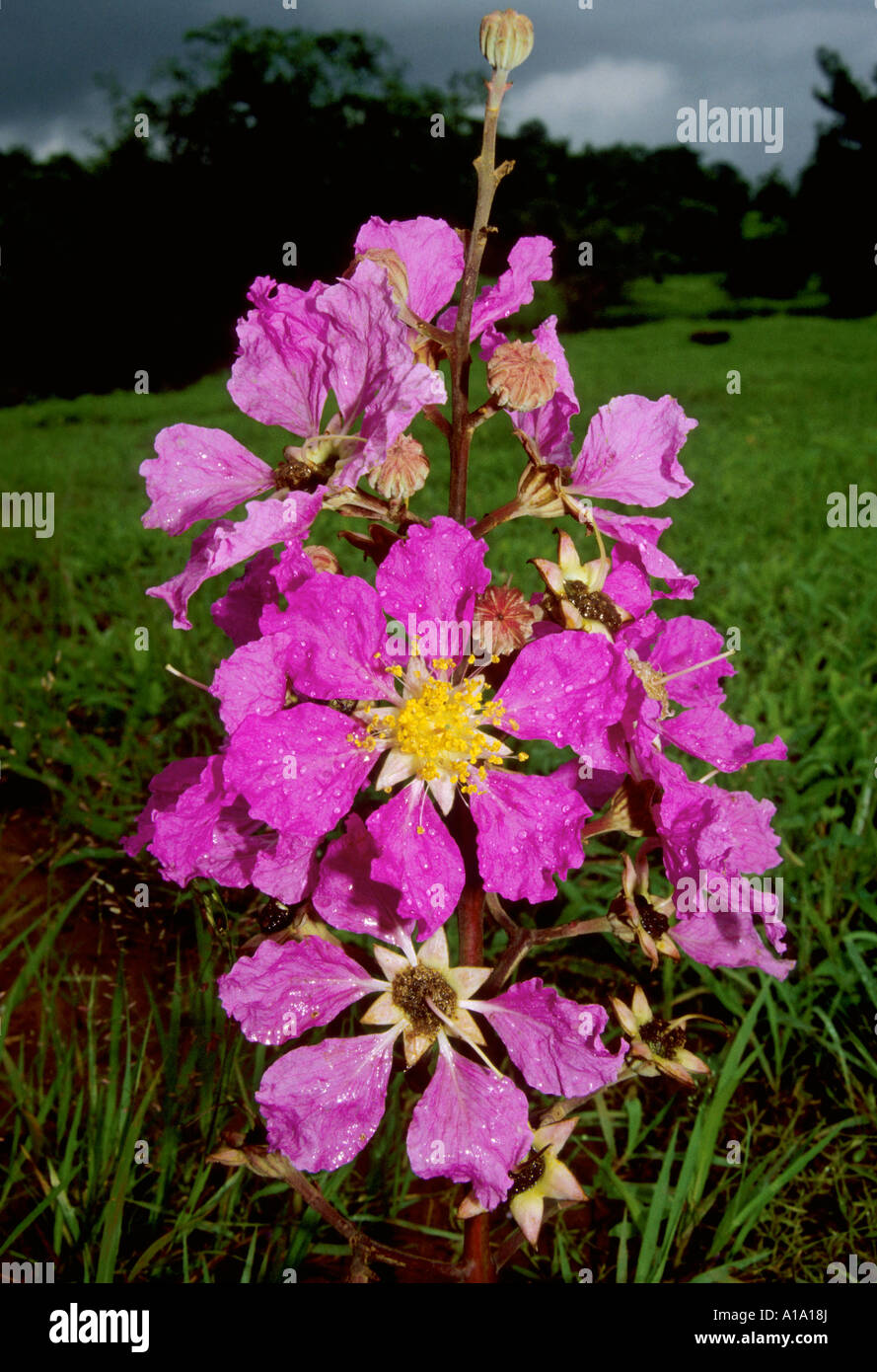 Official Flower Of Maharashtra