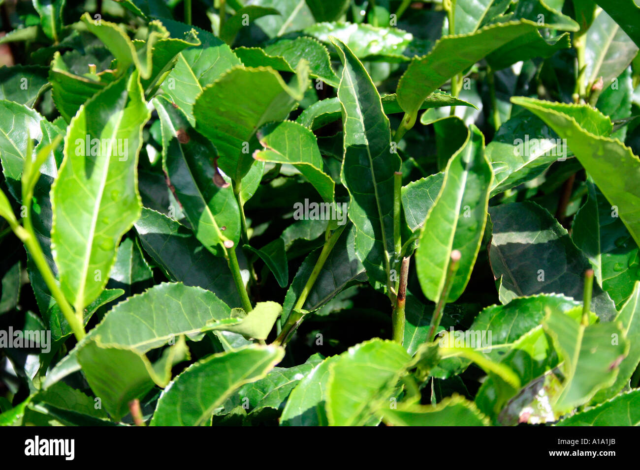 Tea Leaves Munnar Stock Photo Alamy