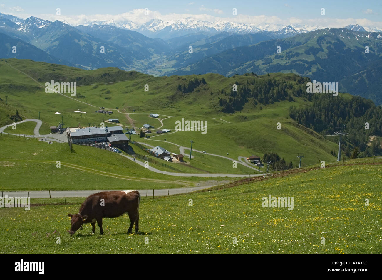 Austria Tirol Kitzbuhel Kitzbuheler Horn summer cow in pasture a winter ski run Stock Photo