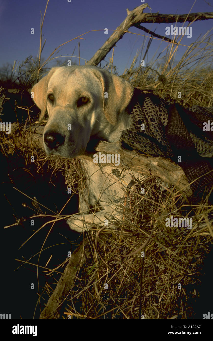 A Yellow Laborador Retreiver camouflaged in a duck blind eagerly awaiting ducks Stock Photo