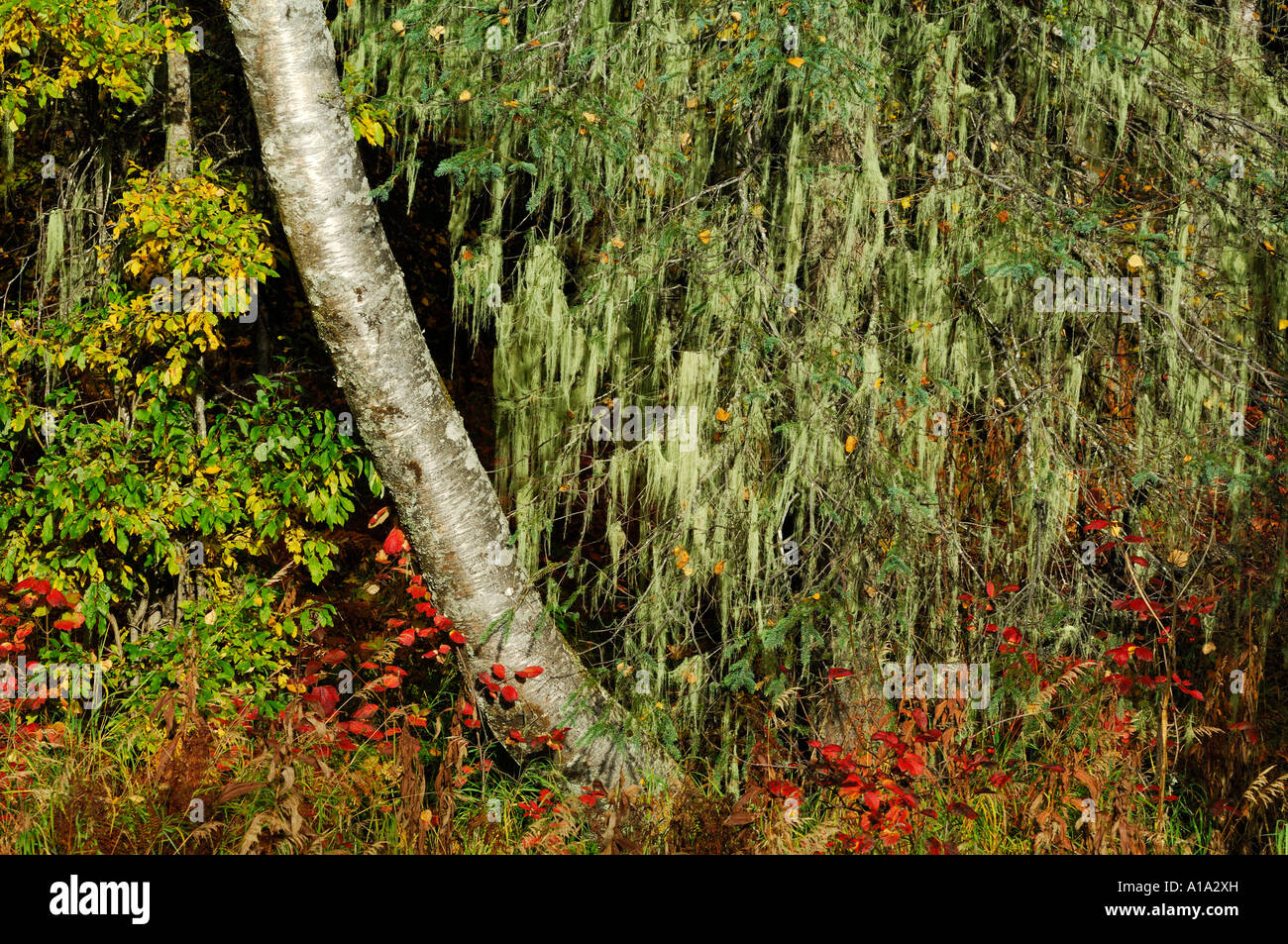 Fairy tale forest , boreal conifer forest , detail , tree lichen (Usuea filipendula) aspen tree (Populus tremura) sitka spruce Stock Photo