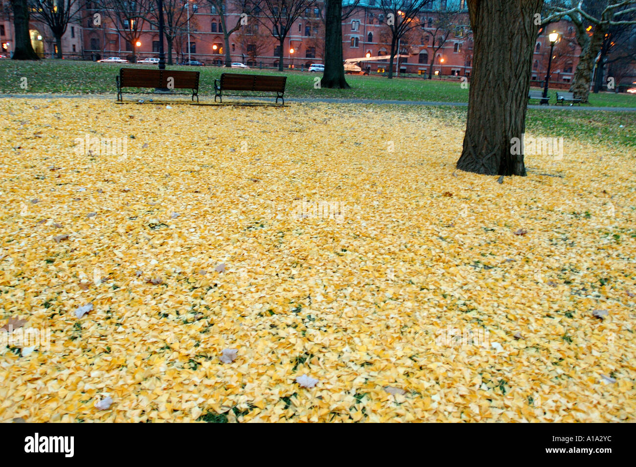 Yellow leaves lay on the ground at the New Haven Green Stock Photo - Alamy