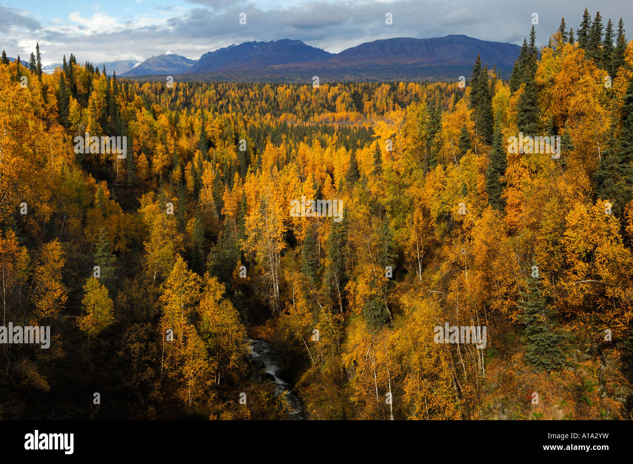 Autum colors , Aspen (Populus tremura) Denali State Park Alaska USA 