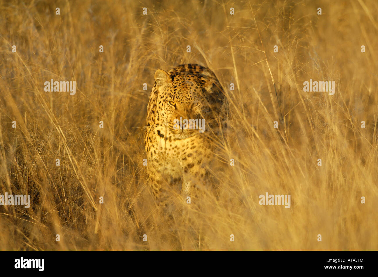 Camouflaged Leopard (Panthera pardus) stalking in high grass Stock Photo