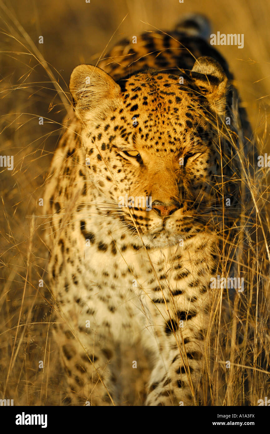 Camouflaged Leopard (Panthera pardus) stalking in high grass Stock Photo